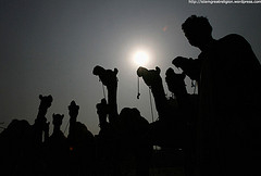 A man is silhouetted along with his camels after they were brought to an animal market to be sold in Lahore, Pakistan on November 24, 2009, ahead of the Islamic Eid al-Adha celebrations.